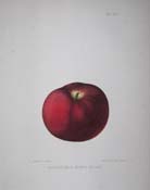 apples005