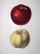 apples009