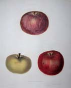apples012