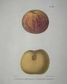 apples014