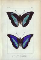 butterfly10