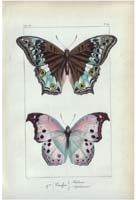 butterfly12