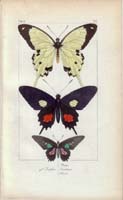 butterfly14