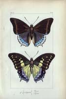 butterfly15