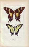 butterfly16