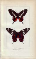 butterfly18