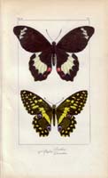 butterfly21