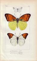 butterfly22