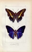 butterfly23