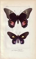 butterfly25
