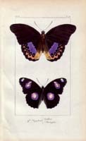 butterfly26