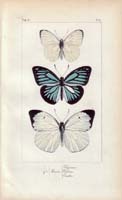 butterfly27