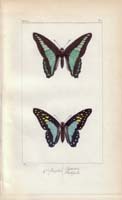 butterfly28