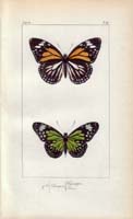 butterfly30