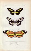 butterfly31