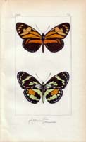 butterfly32
