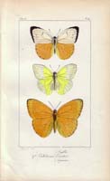 butterfly33
