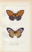 butterfly34