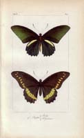 butterfly35