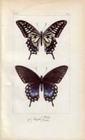 butterfly37