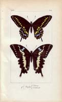 butterfly38
