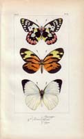butterfly40