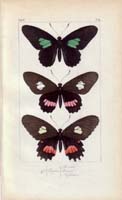 butterfly42