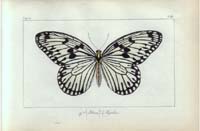 butterfly43