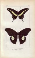 butterfly44