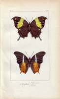butterfly45