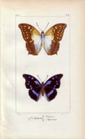 butterfly46