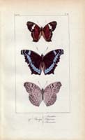 butterfly47