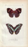 butterfly49