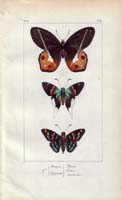 butterfly51