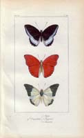 butterfly52