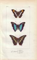 butterfly53