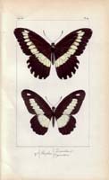 butterfly55