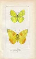 butterfly56