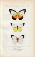 butterfly57