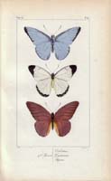 butterfly58
