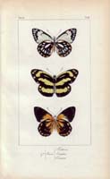 butterfly59