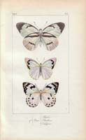 butterfly60