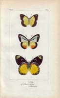 butterfly61