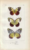 butterfly62