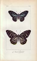 butterfly63