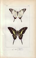 butterfly64