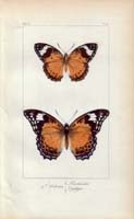 butterfly66