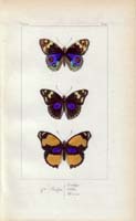 butterfly67