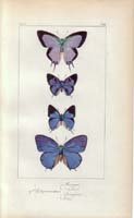 butterfly68