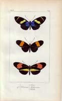 butterfly69